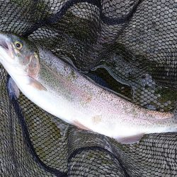 平日の天竜川ルアーフライテンカラ専用区